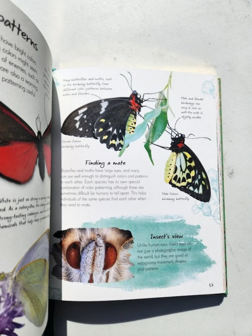 Anthology of Butterflies and Moths from Around the World Hardcover Book